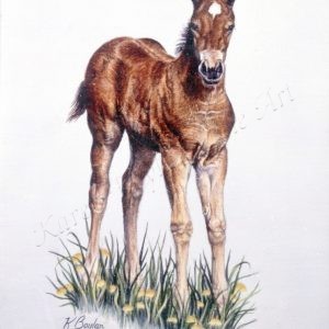 bay colt