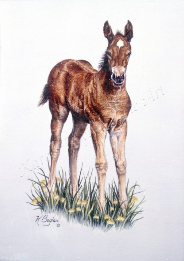 bay colt