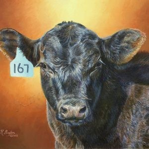 angus calf 167