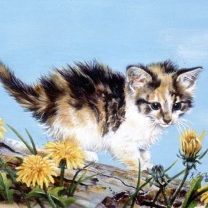 calico kitten