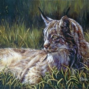 lynx