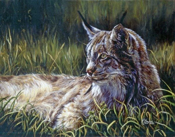 lynx