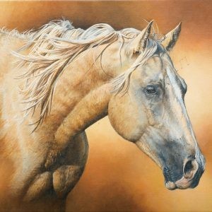 palomino