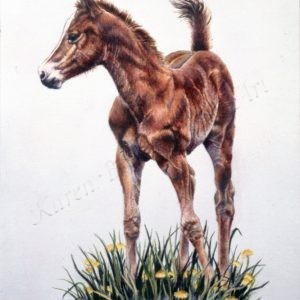 sorrel colt