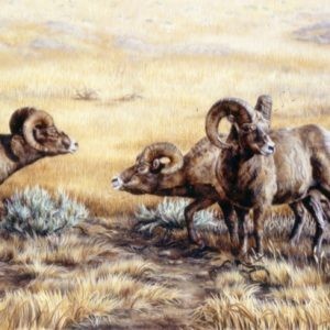 yellowstone bighorn