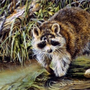 raccoon