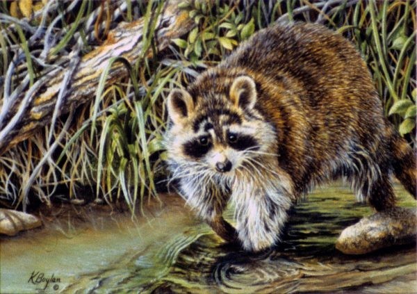 raccoon